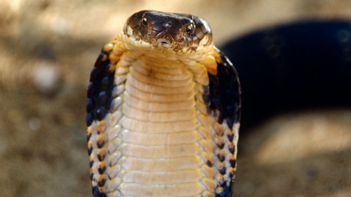 King cobra facing camera.